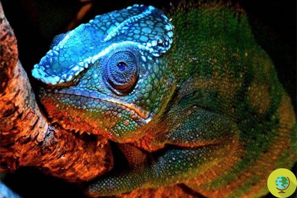 The skeleton of the chameleons glows in the dark, the incredible German discovery