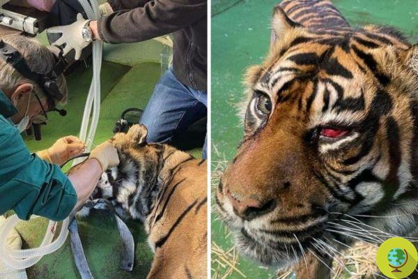 Veterinarios salvan el ojo de un tigre de Sumatra gracias a una intervención única en el mundo