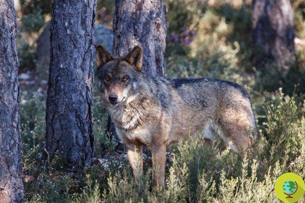 Licencia para matar y cazar al último lobo ibérico que queda en las montañas de Gibijo
