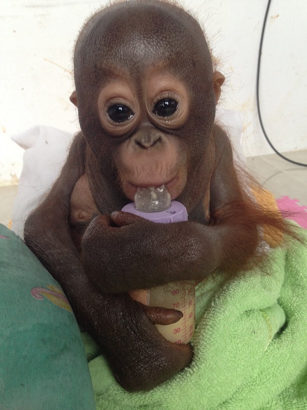 Budi, el conmovedor rescate del bebé orangután criado en un gallinero (VIDEO)
