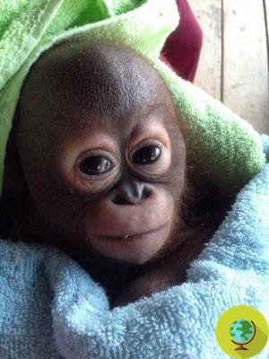 Budi, the moving rescue of the baby orangutan raised in a chicken coop (VIDEO)