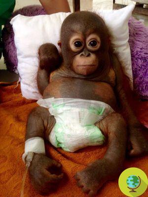 Budi, le sauvetage émouvant du bébé orang-outan élevé dans un poulailler (VIDEO)