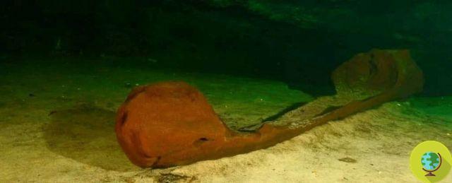 An ancient Mayan wooden canoe almost intact was found in Mexico during the construction of a tourist railway