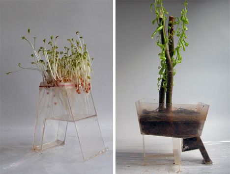 Grow the plants inside the objects of the house