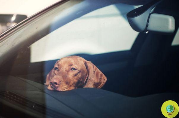 Deixar cães no carro, mesmo que por alguns minutos, é perigoso durante todo o ano (não apenas no verão)