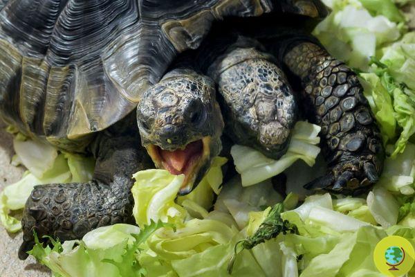 Janus, la tortuga de dos cabezas cumple 23 años y bate récord de longevidad