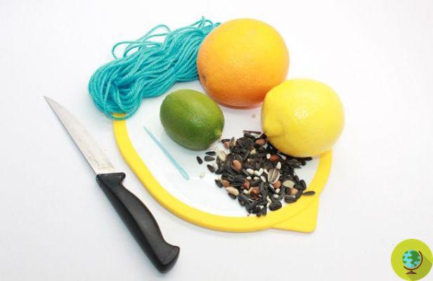 How to make a bird feeder by recycling citrus peels (PHOTO)
