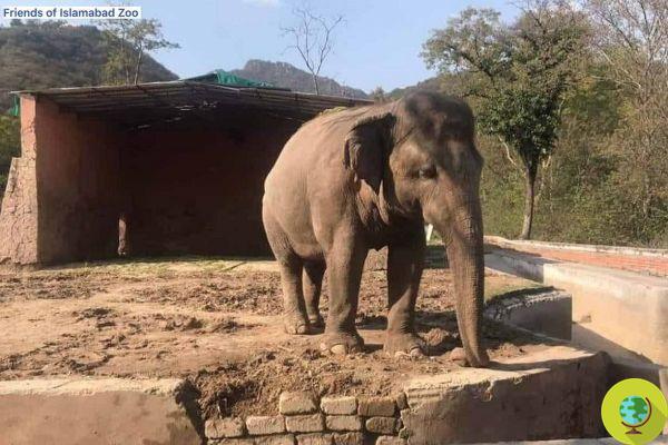 Les deux derniers animaux quittent le zoo pakistanais où Cher a sauvé l'éléphant le plus solitaire du monde