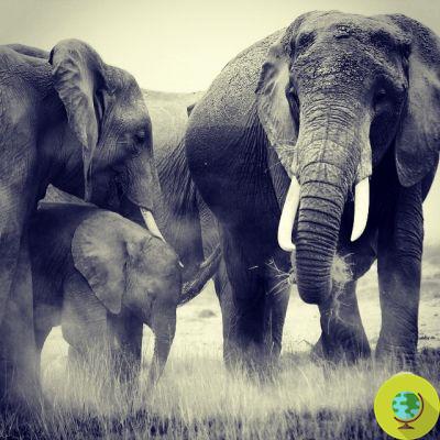 Massacre d'éléphants en Afrique : l'ivoire vendu pour des balles