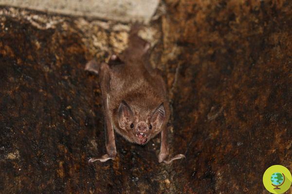 Morcegos vampiros adotam distanciamento social quando estão doentes
