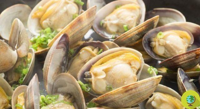 Seized poisoned clams caught at the mouth of the Sarno river