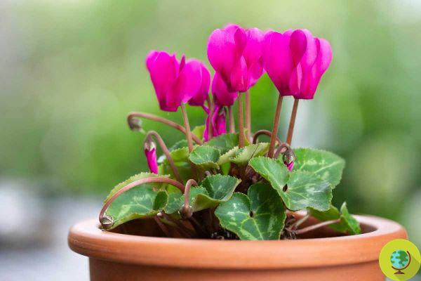The plants to buy now to have a beautiful flowered balcony all autumn