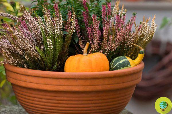 The plants to buy now to have a beautiful flowered balcony all autumn
