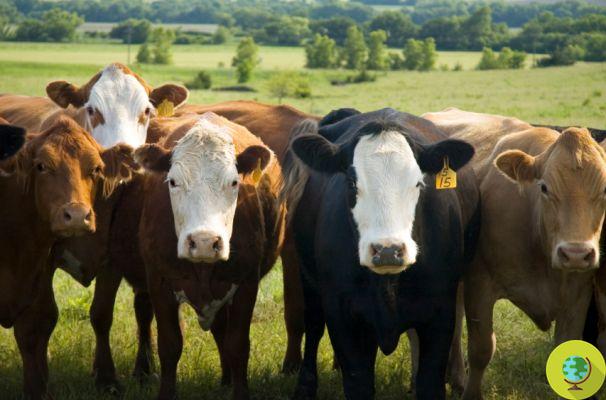 Contaminación: Dinamarca propone un impuesto a la carne de vacuno para reducir los gases de efecto invernadero