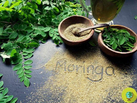 Moringa : usages, bienfaits prouvés et où trouver la poudre aux mille propriétés