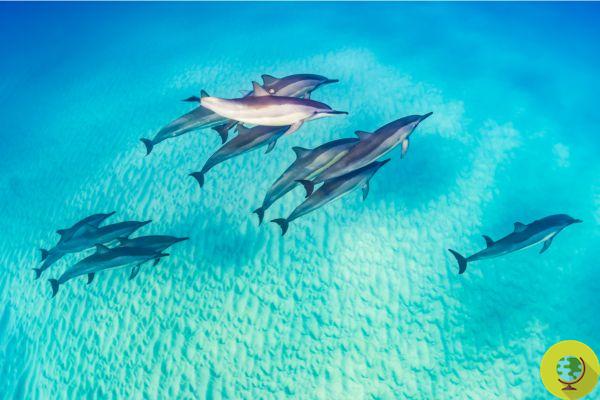 Comme l'arsenic, le mercure et d'autres substances toxiques artificielles empoisonnent les dauphins et les baleines