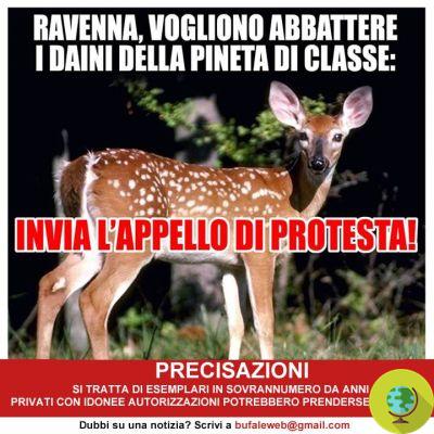 Massacre de gamos: 67 exemplares serão mortos em Ravenna