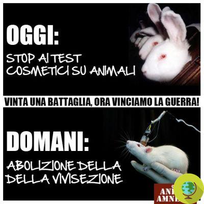 Vivissecção: o Brasil também pela abolição dos testes cosméticos em animais