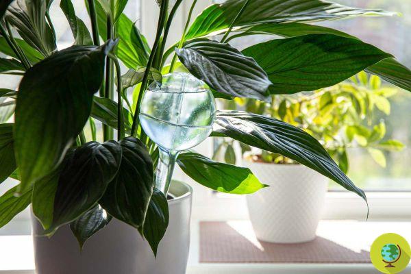 Genial truco para regar tus plantas durante las vacaciones, con 2 artículos que todos tenemos en la casa