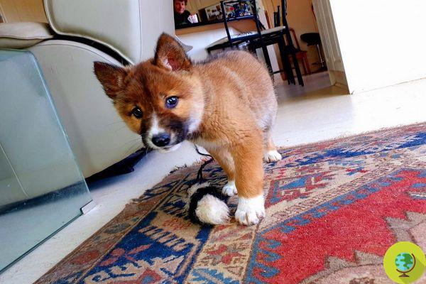 He finds an injured puppy in his garden and discovers it is an endangered species Dingo