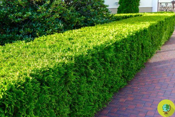 We explain why you should immediately plant a hedge instead of a fence
