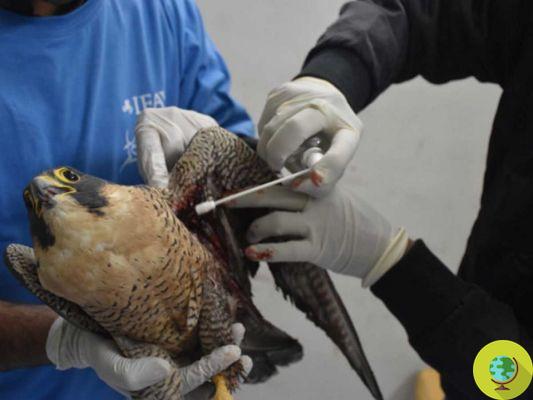 Makar Sankranti : plus de 1000 oiseaux morts et 726 blessés lors de la traditionnelle fête indienne des cerfs-volants