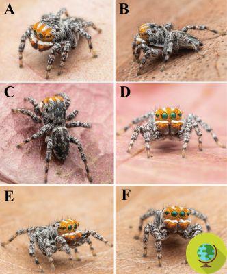 A new species of peacock spider with colors reminiscent of Nemo has been discovered