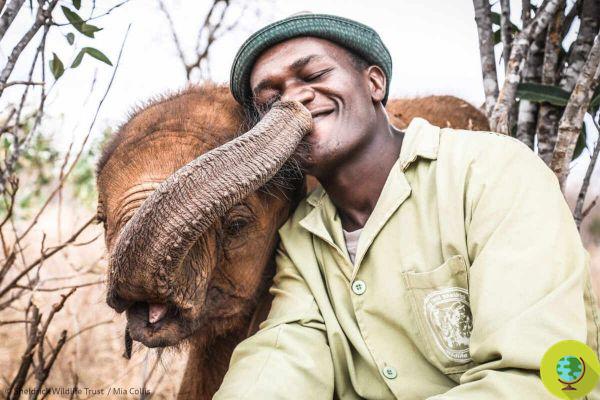 This orphaned baby elephant chose the reserve ranger as his dad