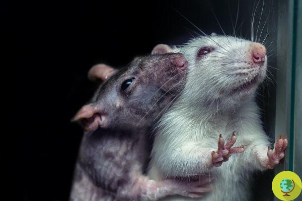 L'empathie des rats est très similaire à celle des humains. j'étudie