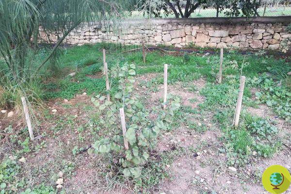 Los árboles plantados en Malta en un proyecto de reforestación se dejaron morir o fueron arrancados. Solo quedaron las placas dedicatorias.