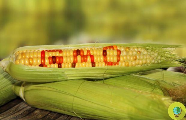 GMO: Monsanto corn damages organs. The study revealing the health effects