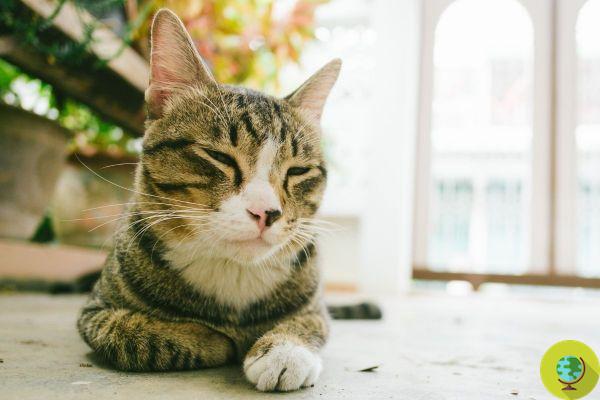 How does your cat sleep? The signs to tell if you are sick by observing your sleep habits