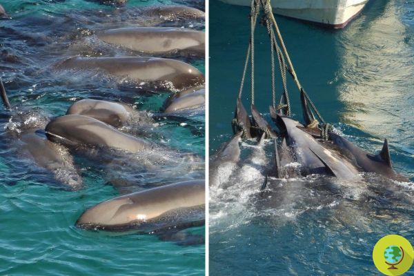Horror in Taiji Bay: dozens of dolphins tied by their fins and then killed, including pregnant females and cubs
