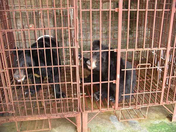 Vietnã fechará todas as fazendas para extrair bile de urso