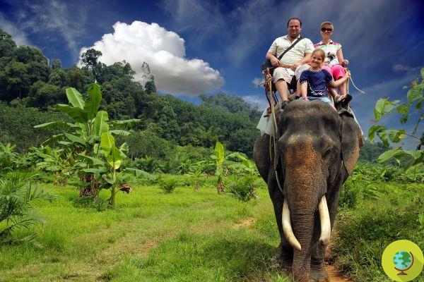 Turismo e animais: de passeios de elefante a natação com golfinhos, o sofrimento escondido atrás de fotos de férias