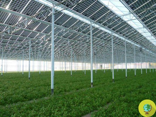 Photovoltaic greenhouses: incentives only if the solar panels do not exceed 50%