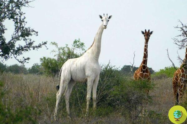 A única girafa fêmea branca do mundo morta por caçadores junto com seu filhote no Quênia