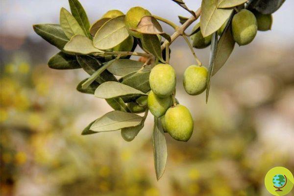 In Salento begins the harvest of the first olives that have defeated the Xylella