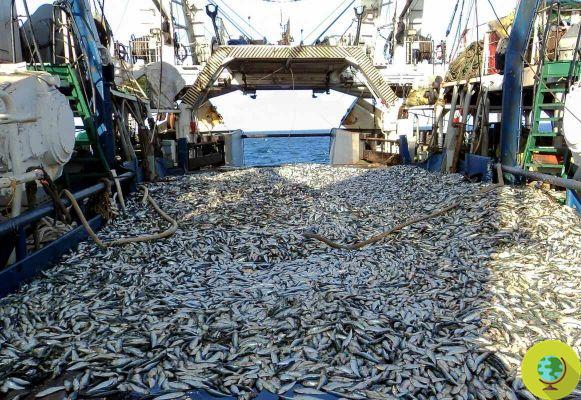 La pesca intensiva está reduciendo los peces