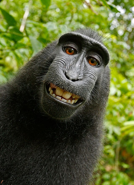 Selfie de macaco: o temporizador da discórdia em desafio aos direitos autorais