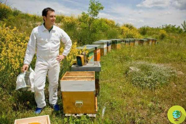 Honey: 5 good reasons to choose it organic