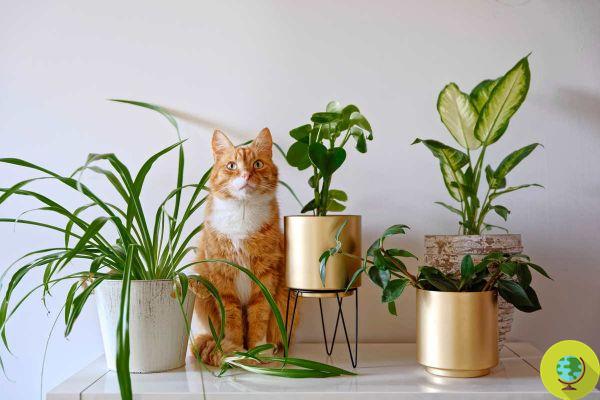 How to keep cats away from pots and plants
