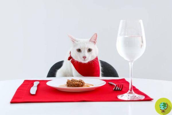 Gatos: 10 alimentos a evitar o limitar