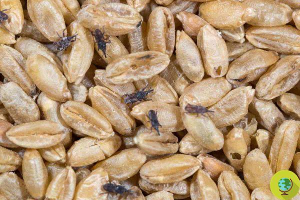 Wheat weevils: tricks and remedies to eradicate these insects from pasta, rice and cereals in the pantry