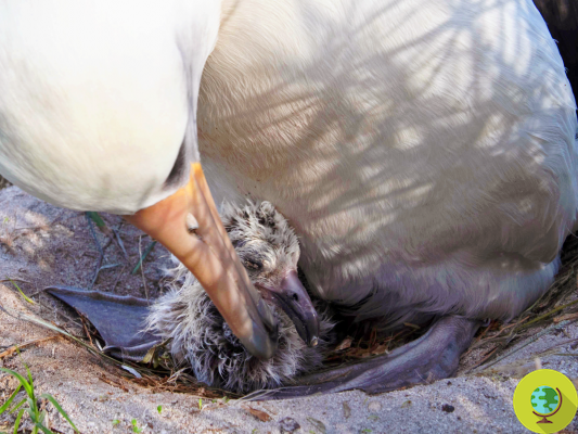 Sabiduría, el ave silvestre más vieja del mundo, dio a luz a otro polluelo a los 70 años
