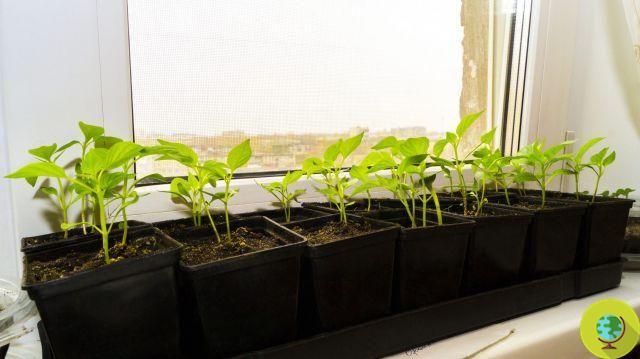 Experimente plantar sementes de pimentas compradas no mercado para cultivá-las gratuitamente