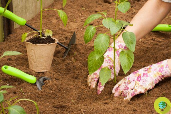 Intente plantar semillas de pimientos comprados en el mercado para cultivarlos sin costo