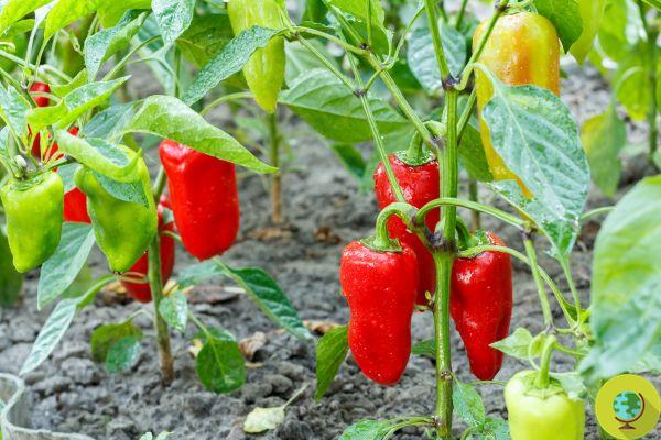 Experimente plantar sementes de pimentas compradas no mercado para cultivá-las gratuitamente