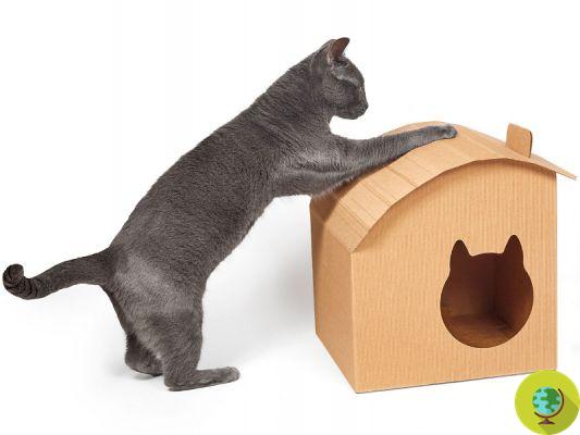 The eco-friendly kennel for the cat in 100% recycled cardboard