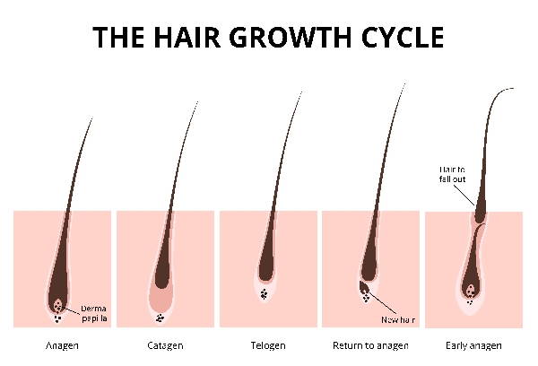 Queda de cabelo: causas, tipos, como prevenir e remédios eficazes